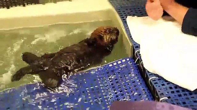 Un bébé loutre apprend à nager