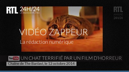 Un chat terrifié par un film d'horreur