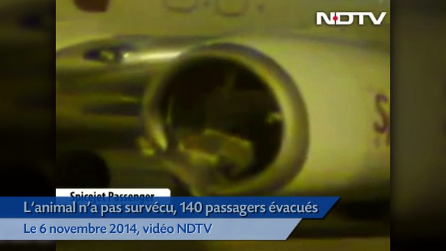 Inde: Un avion percute un buffle au décollage