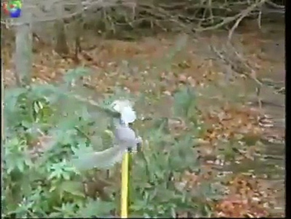 The Super squirrel