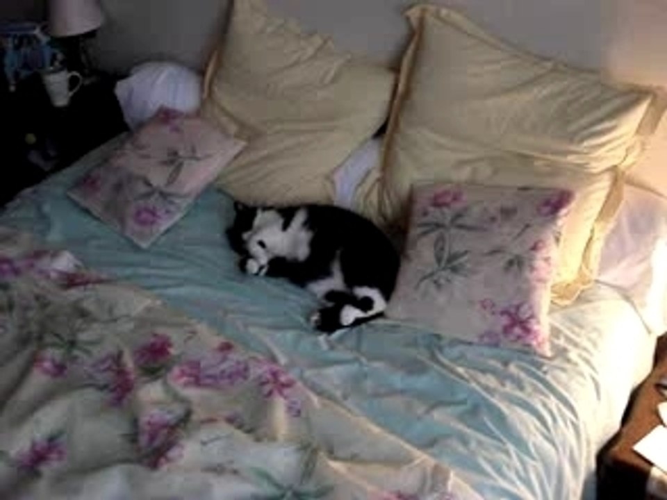 Arthus pique un somme