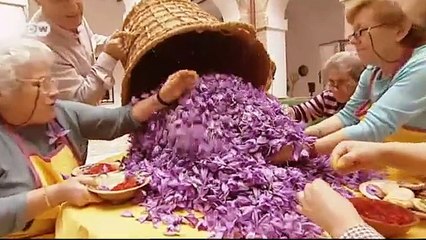 موسم قطاف الزعفران في إسبانبا | يوروماكس