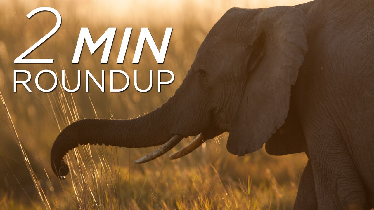Penguin robots, a GoPro elephant & Katie Melua's spider surprise