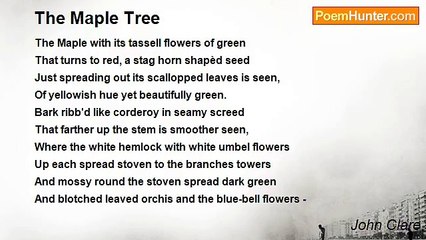 John Clare - The Maple Tree