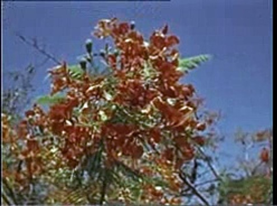 Missão Antropológica de Timor - Anthropological Mission of Timor, 1954 (Part 5)