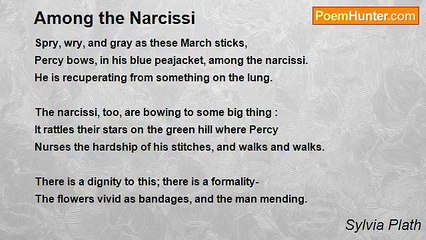 Sylvia Plath - Among the Narcissi