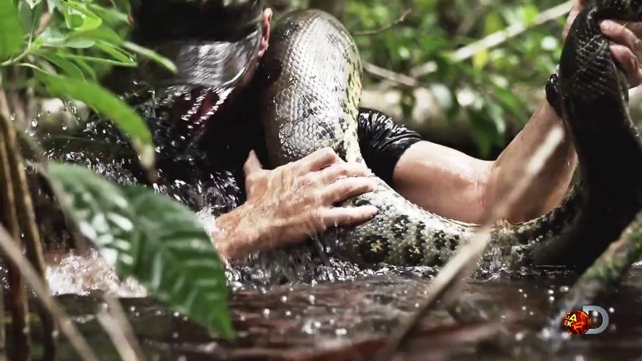 Avalé vivant par un anaconda sur Discovery