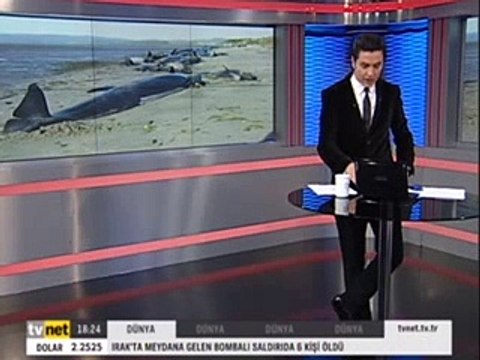 Yeni Zelendada 60 bin balina kıyıya vurdu Artı Eksi Haber Ahmet Rıfat Albuz