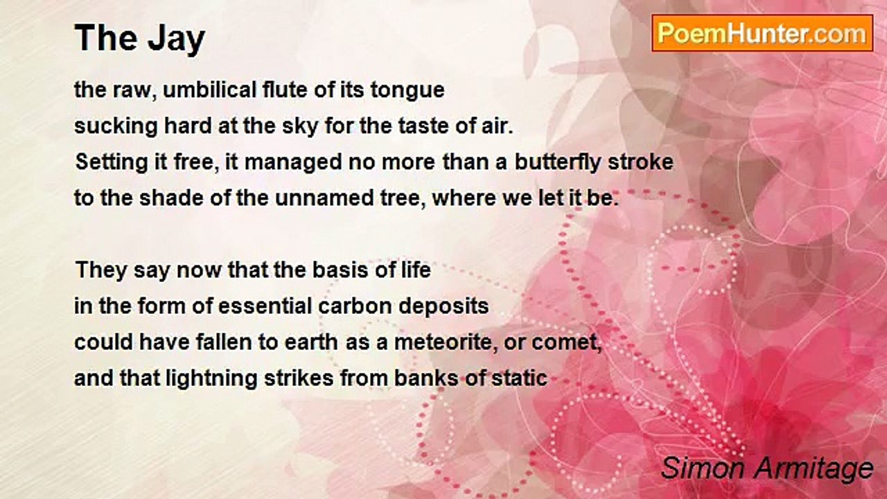Simon Armitage - The Jay