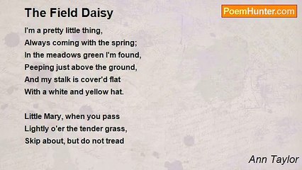 Ann Taylor - The Field Daisy