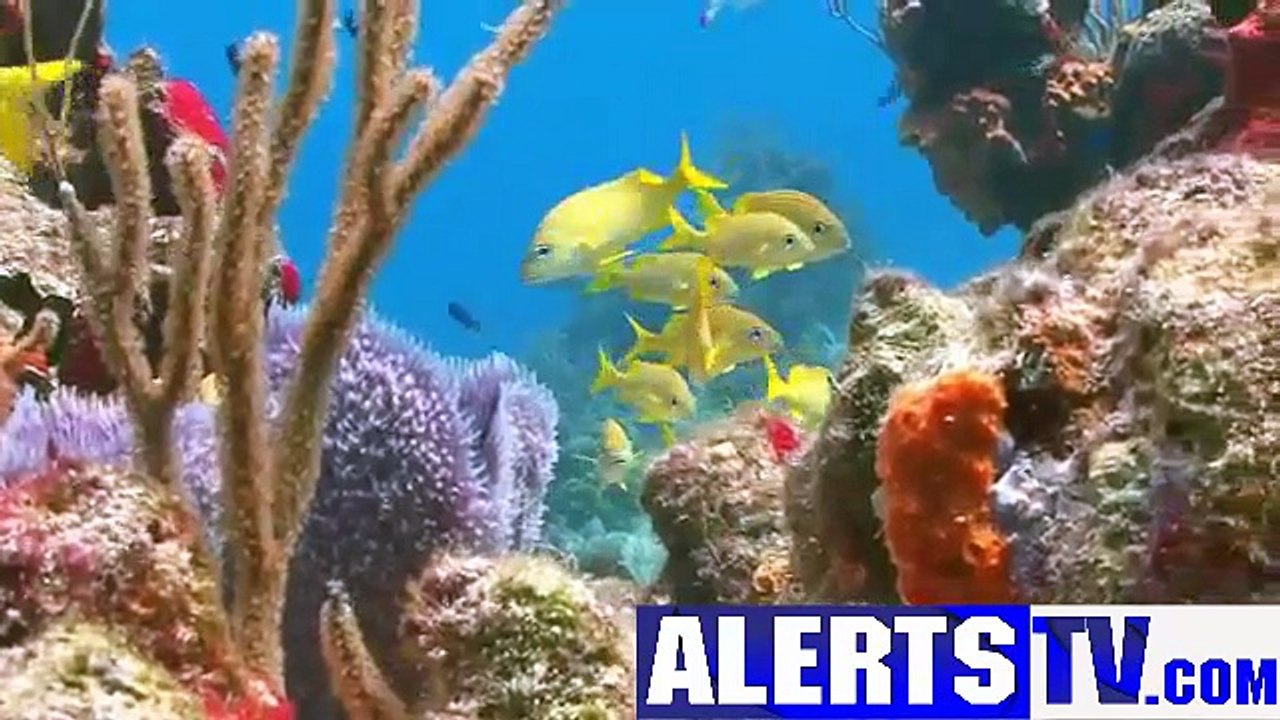 BESUTIFUL FISHES]