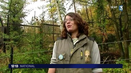 Au zoo de Mulhouse, les ours polaires ne s'ennuient plus !