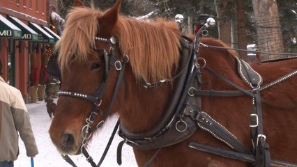 Anonymously Send Poop to Your Enemies