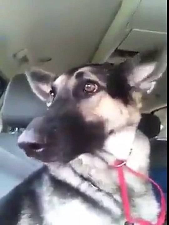 Dog_amazing_dance_party_