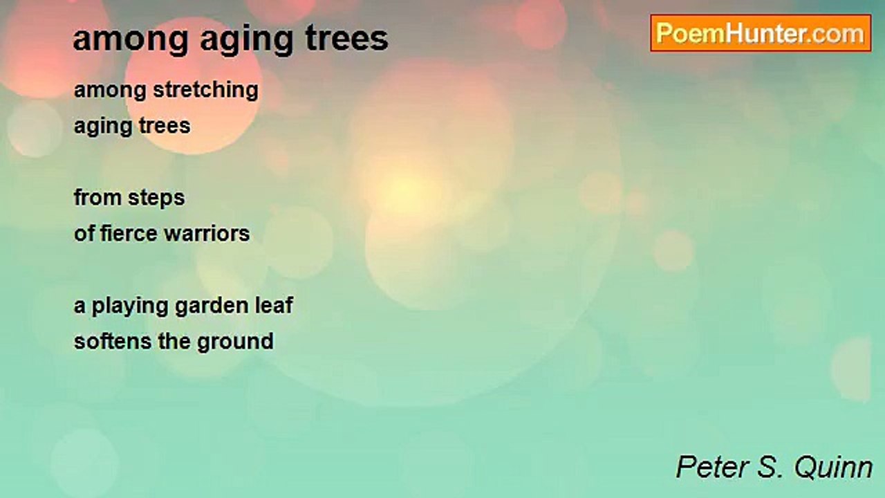 Peter S. Quinn - among aging trees