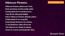 Bernard Shaw - Hibiscus Flowers.