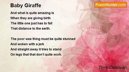 Terry Donovan - Baby Giraffe