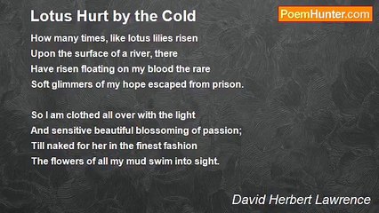 David Herbert Lawrence - Lotus Hurt by the Cold