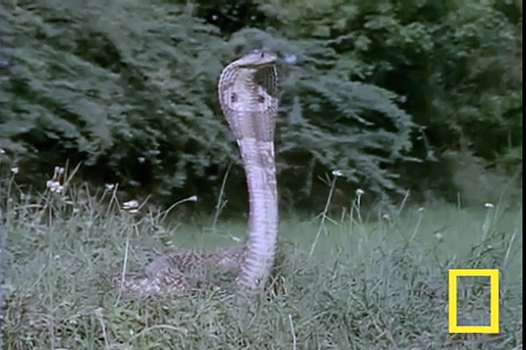 dangerous black mamba and mongoose fight