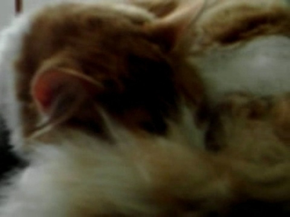 Chat qui dort