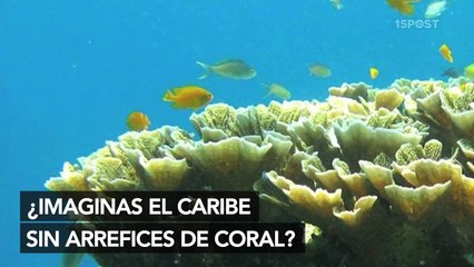 ¿El Caribe sin corales?
