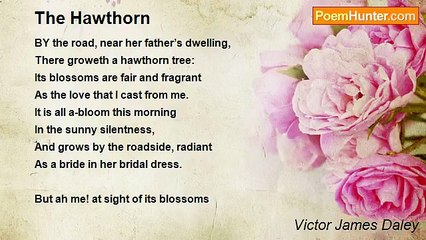 Victor James Daley - The Hawthorn