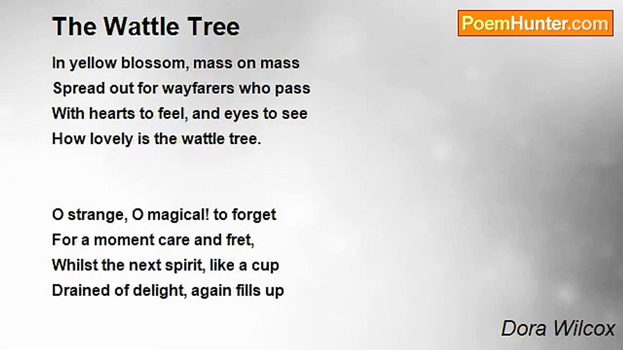 Dora Wilcox - The Wattle Tree