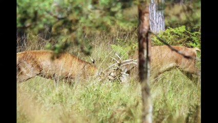 Combat de cerfs