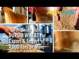 Purchase Bulk Durum Wheat for Import, Durum Wheat Importing, Durum Wheat Importers, Durum Wheat Importer, Durum Wheat Imports