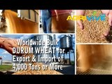 Shop Bulk Durum Wheat, Durum Wheat Importing, Durum Wheat Importers, Durum Wheat Importer, Durum Wheat Imports, Durum Wheat Import