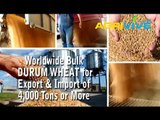 Purchase Bulk Food Durum Wheat, Bulk Durum Wheat for Sale, Buy Bulk Durum Wheat, Bulk Wholesale Durum Wheat, Bulk Durum Wheat