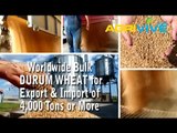 Shop Bulk Wholesale Durum Wheat, Buy Bulk Durum Wheat, Bulk Durum Wheat for Sale, Food Durum Wheat, Buy Bulk Durum Wheat
