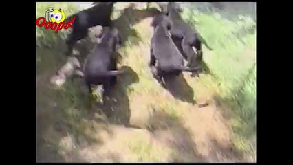 [+18 ~ Sexy Funny Girl]Pranks - Gags - Win - Fail.106