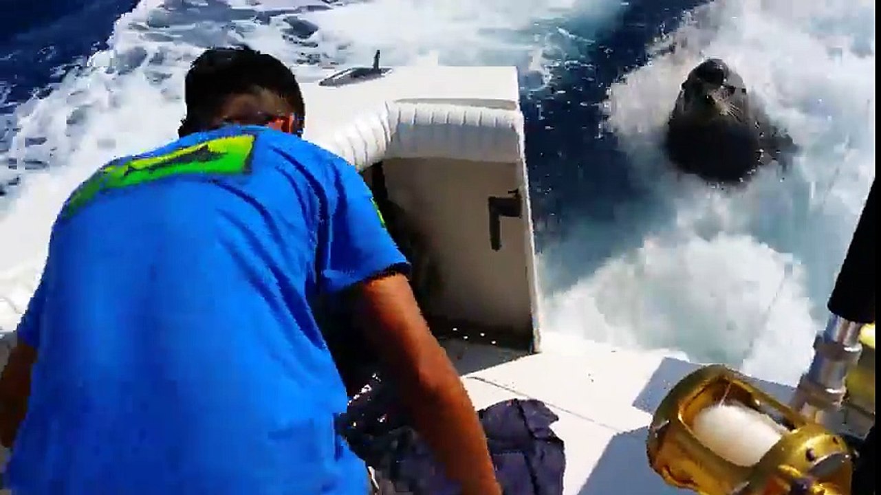 Sea Lion Chases Speeding Boat In Order To Collect His Toll