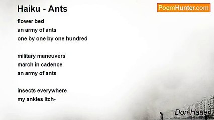 Don Haney - Haiku - Ants