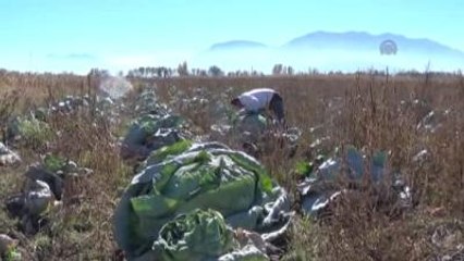 Lahana Hasadı, Üreticiyi Sevindirdi