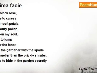 nimal dunuhinga - prima facie