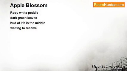 David Darbyshire - Apple Blossom