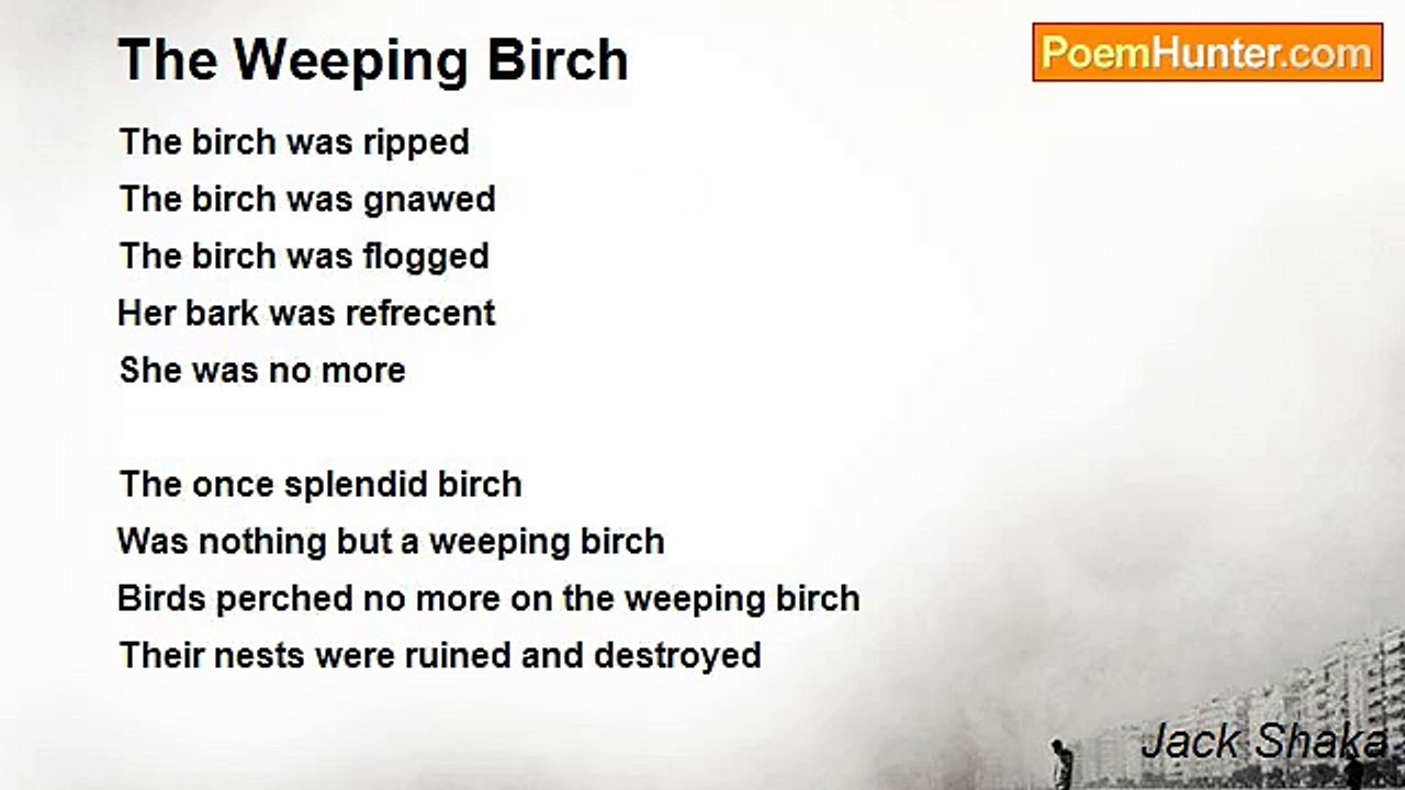 Jack Shaka - The Weeping Birch