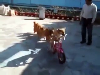 Süper Becerikli Köpekler