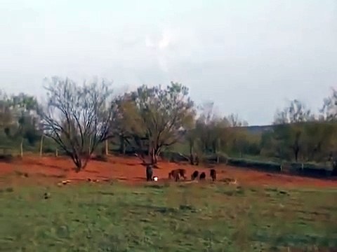 Crazy hunters use bombs to kill wild pigs