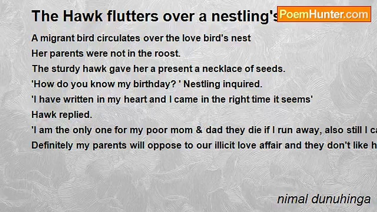 nimal dunuhinga - The Hawk flutters over a nestling's roost