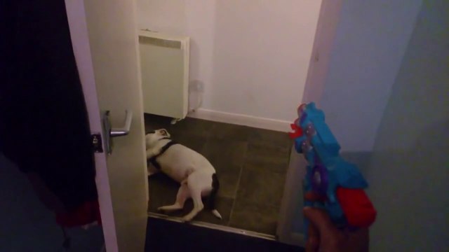Un chien fait le mort quand on lui tire dessus avec un pistolet en plastique!