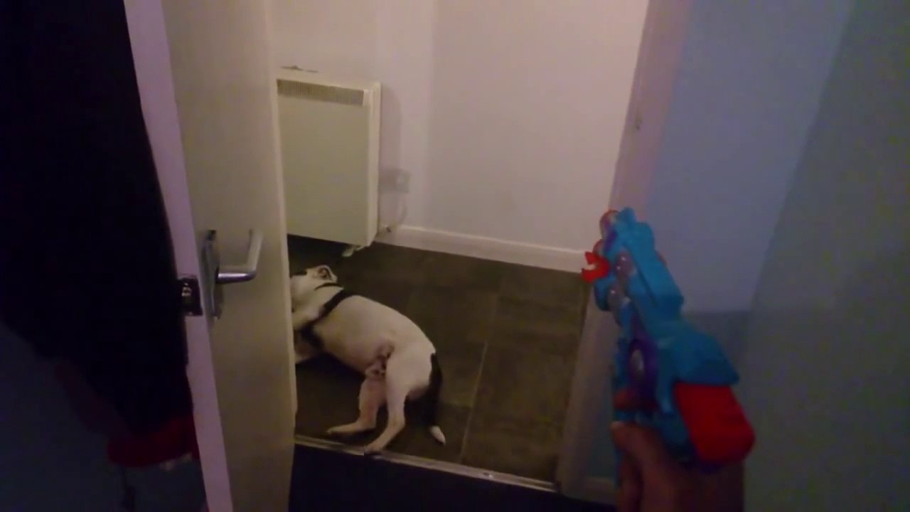 Hilarious dog Play Dead Trick