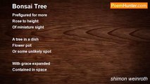 shimon weinroth - Bonsai Tree