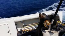 Lion de mer gourmand grimpe dans un bateau de pécheur!