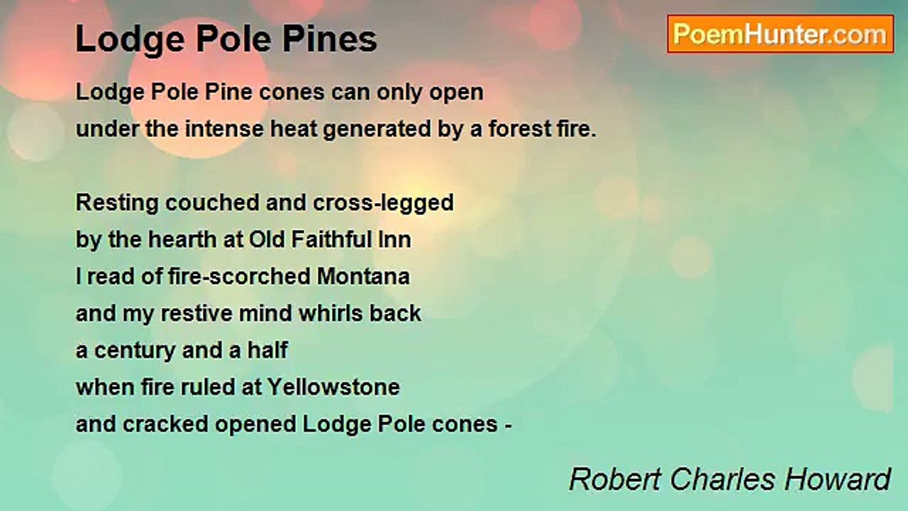 Robert Charles Howard - Lodge Pole Pines