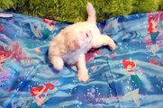 Bichon Frise Puppies available for sale located in Clearwater, Florida - cambeas.com