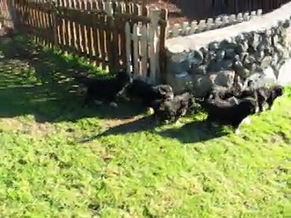 BB Harwen x Narvyk 7 semaines