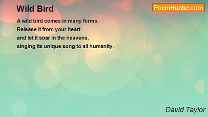 David Taylor - Wild Bird